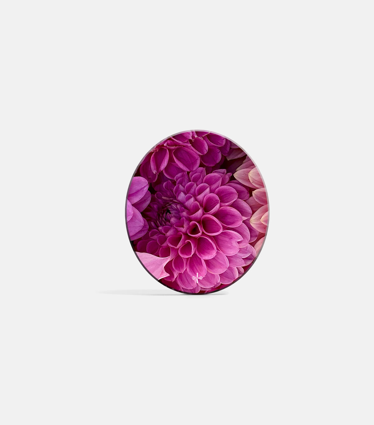 Dahlia Days